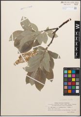 Foto von Salix caprea L. x Salix lanata L.